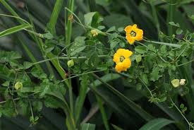 Image result for Momordica cardiospermoides