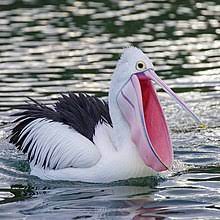San francisco chronicle (12 november 2009). Pelican Wikipedia