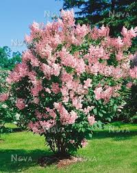 Image result for Syringa prestoniae