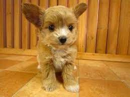 This loving breed is of a small stature with round eyes, floppy or pointed ears and a coat that may either be wavy or curly in. ãƒˆã‚¤ãƒ—ãƒ¼ãƒ‰ãƒ«ã®ãƒŸãƒƒã‚¯ã‚¹çŠ¬ ãƒ–ãƒªãƒ¼ãƒ€ãƒ¼ã®ãƒŸãƒƒã‚¯ã‚¹çŠ¬æƒ…å ± Cute Cats And Dogs Cute Dogs Chihuahua Poodle Mix