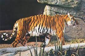 Possible Photograph Of An Extinct Caspian Tiger At A European Zoo
