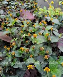 Image result for Alloteropsis paniculata