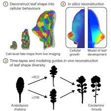 A Growth Based Framework For Leaf Shape Development And Diversity Sciencedirect
