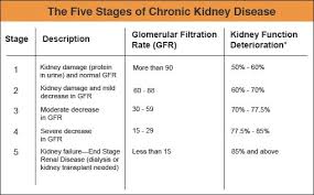 pin by lainie on kidney bean kidney disease stages kidney