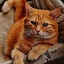 Domestic Mixed-Breed Cat - Full Profile, History, and Care