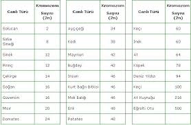 Canlilarin Kromozom Sayilari Delinetciler Portal