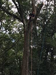 Gainesville and alachua county, fl, where nature & culture meet. Gainesville Fl Tree Service Gainesville Fl Arborist All 4 U Tree Service Llc