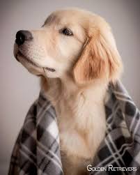 Poodles Are Typically Seen In Movies As The Animal Of Option Of A Trendy Character Or In Canine Reveal Retriever Puppy Golden Retriever Dogs Golden Retriever