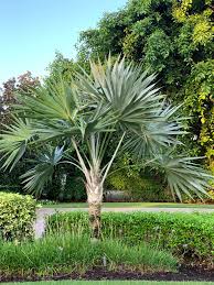 Image result for Leucothrinax morrisii
