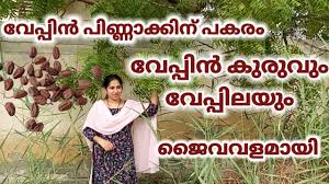 We did not find results for: Never Throw Away Lemon Peels Again 9 Amazing Uses Of Citrus Peels For Your Garden Reuse Lemon Youtube