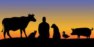 Diferenças entre os seres humanos e outros animais - Escola Kids