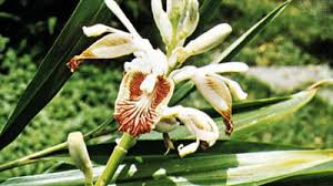 Image result for Etlingera