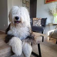 The collies are the prototypical long haired dogs that are bred for guarding and herding sheep. Old English Sheepdog Can A Lovable Shaggy Dog Be Aggressive K9 Web