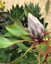 Image result for Protea rupestris