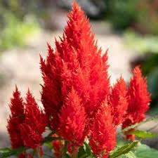 Image result for Celosia elegantissima