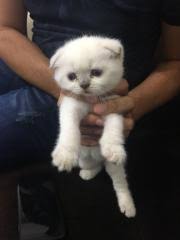British Shorthair Kayseri Fiyatlari Ikinci El Sifir Kiralik Ilanlar
