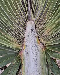 Image result for Latania loddigesii