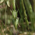 Image result for Andropogon festuciformis