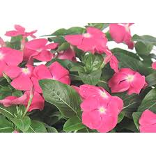 Image result for Catharanthus