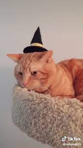 Witch Hat For Cats Video Hat For Cat Cute Cats And Kittens Cute Animal Memes