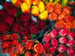Rose Color Meanings – House Of Flowers