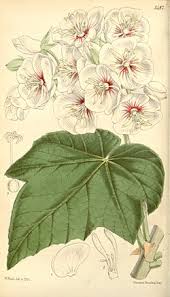 Image result for Dombeya burgessiae