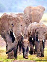 Cool 23 Best Elephant Photography Https Meowlogy Com 2017 11 17 23 Best Elephant Photography You Migh Elephant Photography Elephants Photos Majestic Animals