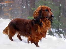 Shaded red long haired dachshund. Shaded Red Long Haired Dachshund Off 66 Www Usushimd Com