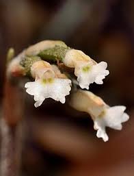 Image result for Cheirostylis lepida