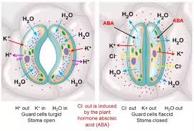 Check spelling or type a new query. Stomata Density And The Relationship To Plant Adaptions