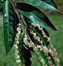 Image result for Homalium