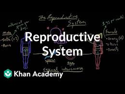 For instance in drosophila, male factors stimulate egg release, induce antimicrobial protein synthesis, and influence brain function to decrease female receptivity to other. Welcome To The Reproductive System Video Khan Academy