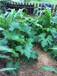 How to plant three sisters garden. Three Sisters Garden