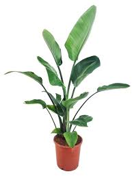 Image result for Strelitzia alba