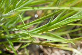 Image result for Fuirena ciliaris