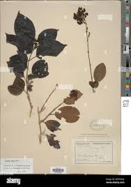 Image result for Premna velutina