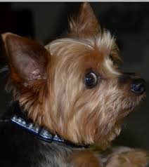 Résultat de recherche d'images pour "whale eye"