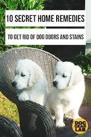 10 Secret Home Remedies To Get Rid Of Dog Odors And Stains Dog Odor Dog Pee Smell Dog Smells