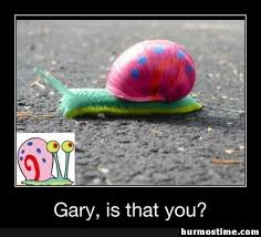 Funny Memes 79 Pics Snail Art Snail Snail Shell