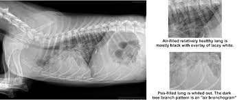 Pneumonia caused by aspiration, on the other hand, happens when a dog inhales foreign particles into the lungs. Pneumonia Management Mar Vista Animal Medical Center