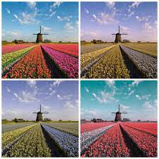 In order to see all colors correctly, a person needs to have all three types of cones. a person who is color blind doesn't have normal cones or the cones don't work properly. What Color Blindness Looks Like Simulate Different Color Vision Deficiencies