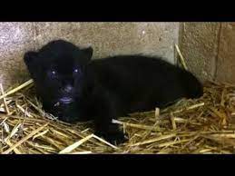 Felicia knightly gave them an exam on thursday october 10th, 2019. Zoo Captures Birth Of Adorable Black Jaguar Cub Youtube