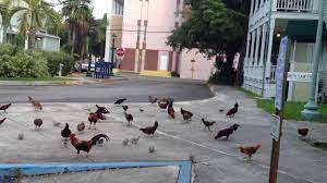 Why Are There So Many Chickens In Key West Chicken Chicks Info