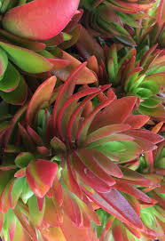 Its flowers also are yellow, but they have short stalks and open among the leaves, rather than above them. Waterwise Succulents Succulents African Plants Water Wise Plants