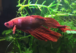 Identify And Treat Columnaris Saddle Back Disease Fishlab