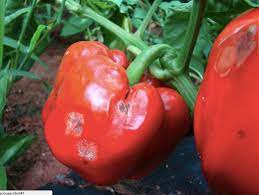 It is also called the rat lungworm. Pepper Bell Diseases And Pests Description Uses Propagation