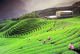Image result for palampur