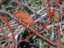 Image result for Pycreus gracillimus