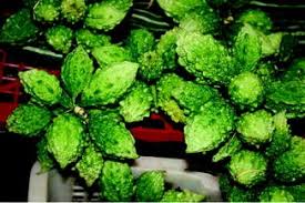 Image result for Momordica pterocarpa