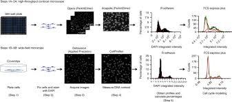 Differentiation occurs when cells become specialised. Cell Cycle Staging Of Individual Cells By Fluorescence Microscopy Nature Protocols